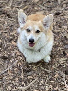 A fluffy corgi with a neat trim, happily wagging its tail after grooming.