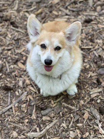 A fluffy corgi puppy sitting patiently during a training session with a gentle smile.
