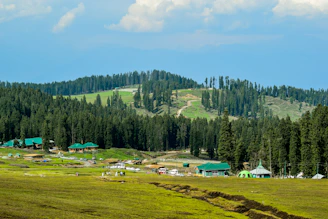 green trees and green grass field during daytime