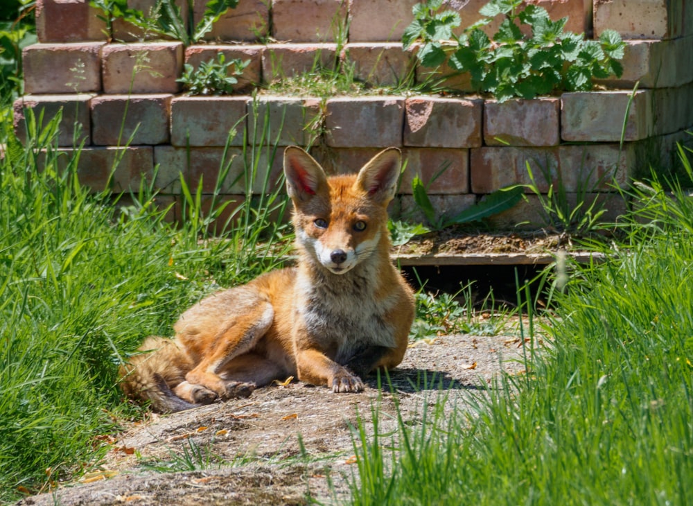 brown and white fox on green grass during daytime