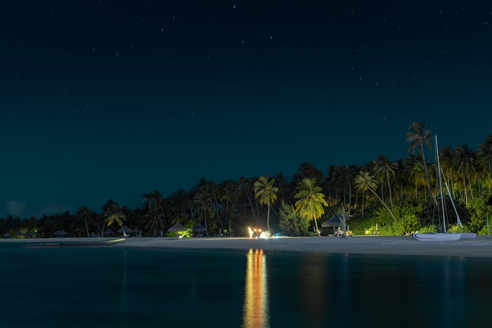 palm trees on beach shore during night time