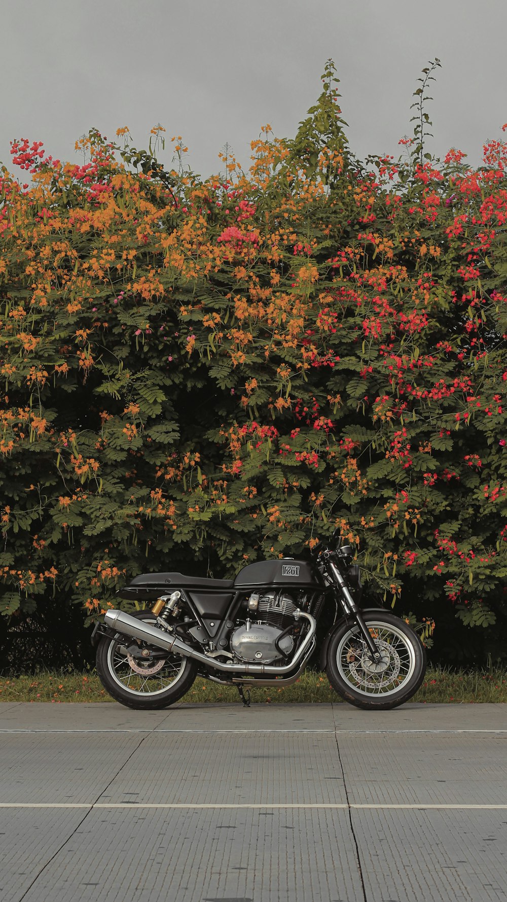 black motorcycle parked beside green and brown leaves