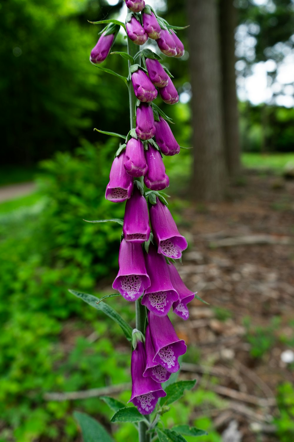 purple flower in tilt shift lens