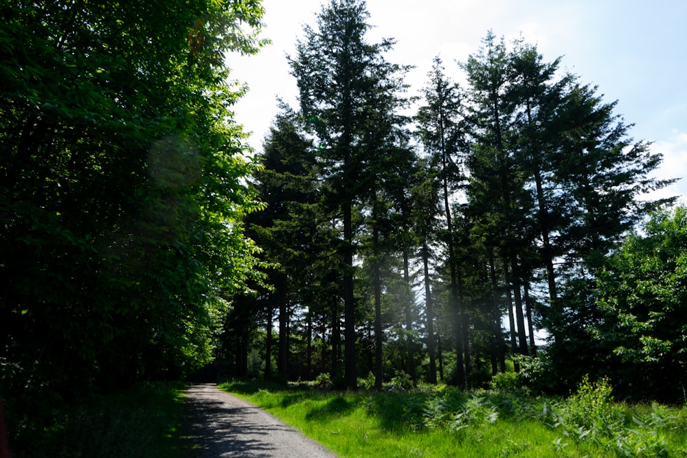 green trees beside gray concrete road during daytime