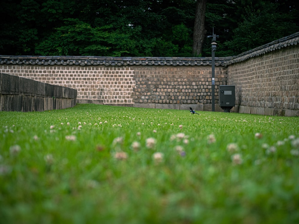 green grass field near brown brick wall