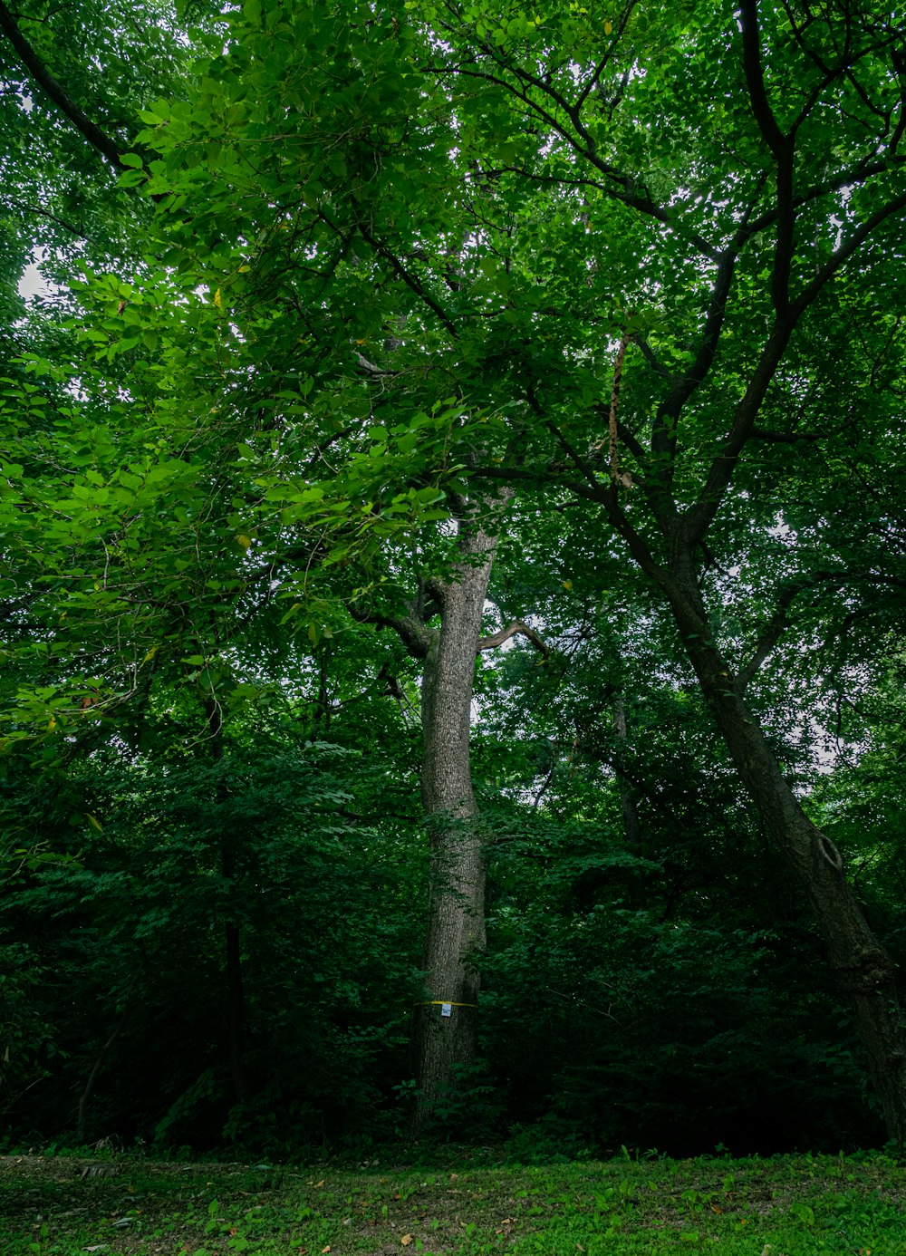 green trees on green grass field during daytime