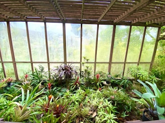 A lush indoor garden filled with a variety of tropical plants, including several bromeliads with red and yellow flowers. The plants are housed within a glass structure that allows sunlight to filter through, creating a warm and inviting atmosphere. Wooden slats form the roof, adding an architectural element to the space.