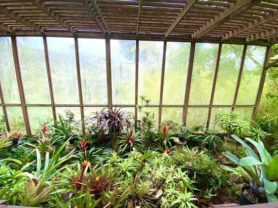 A lush indoor garden filled with a variety of tropical plants, including several bromeliads with red and yellow flowers. The plants are housed within a glass structure that allows sunlight to filter through, creating a warm and inviting atmosphere. Wooden slats form the roof, adding an architectural element to the space.