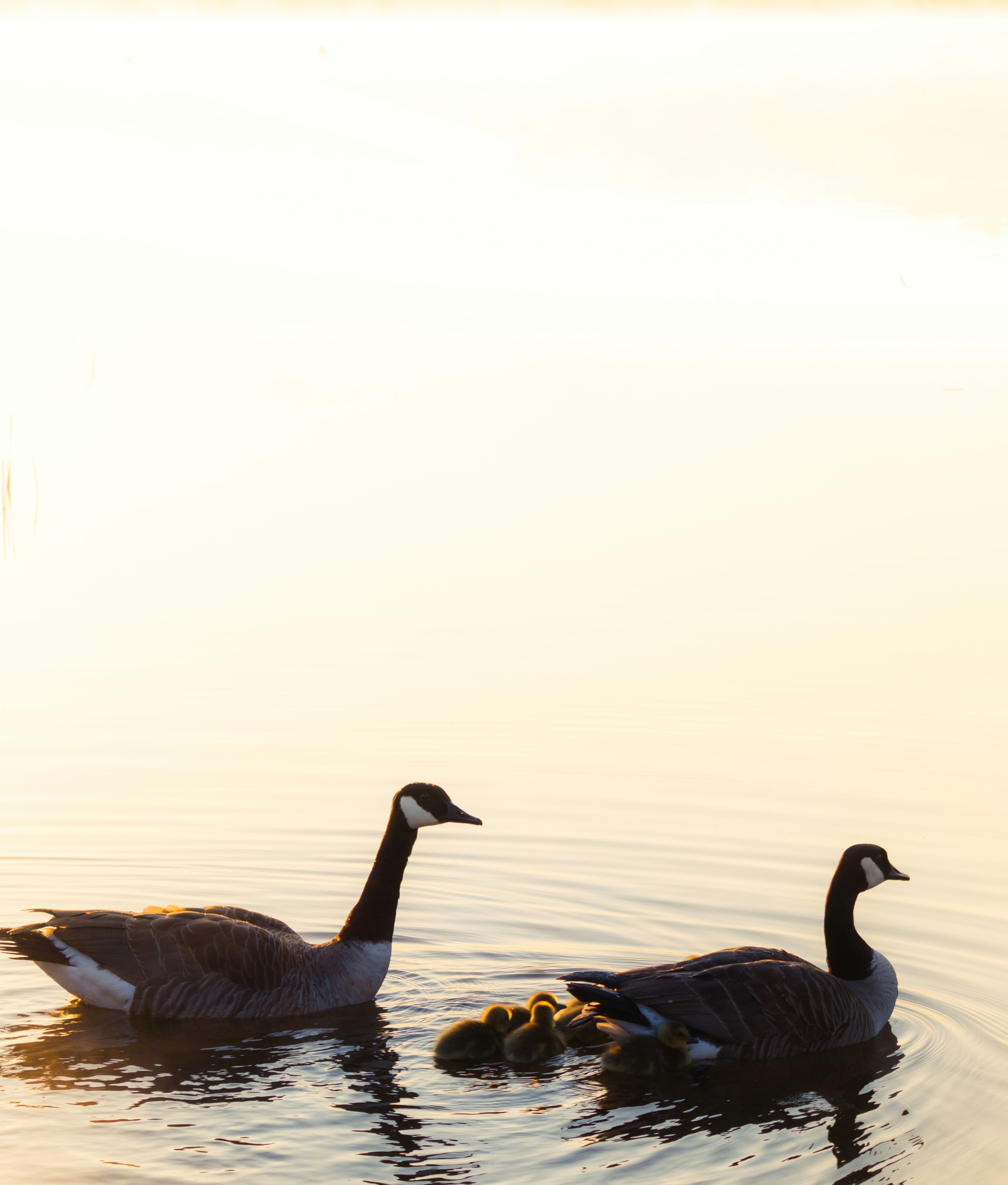 Photo by rohanification