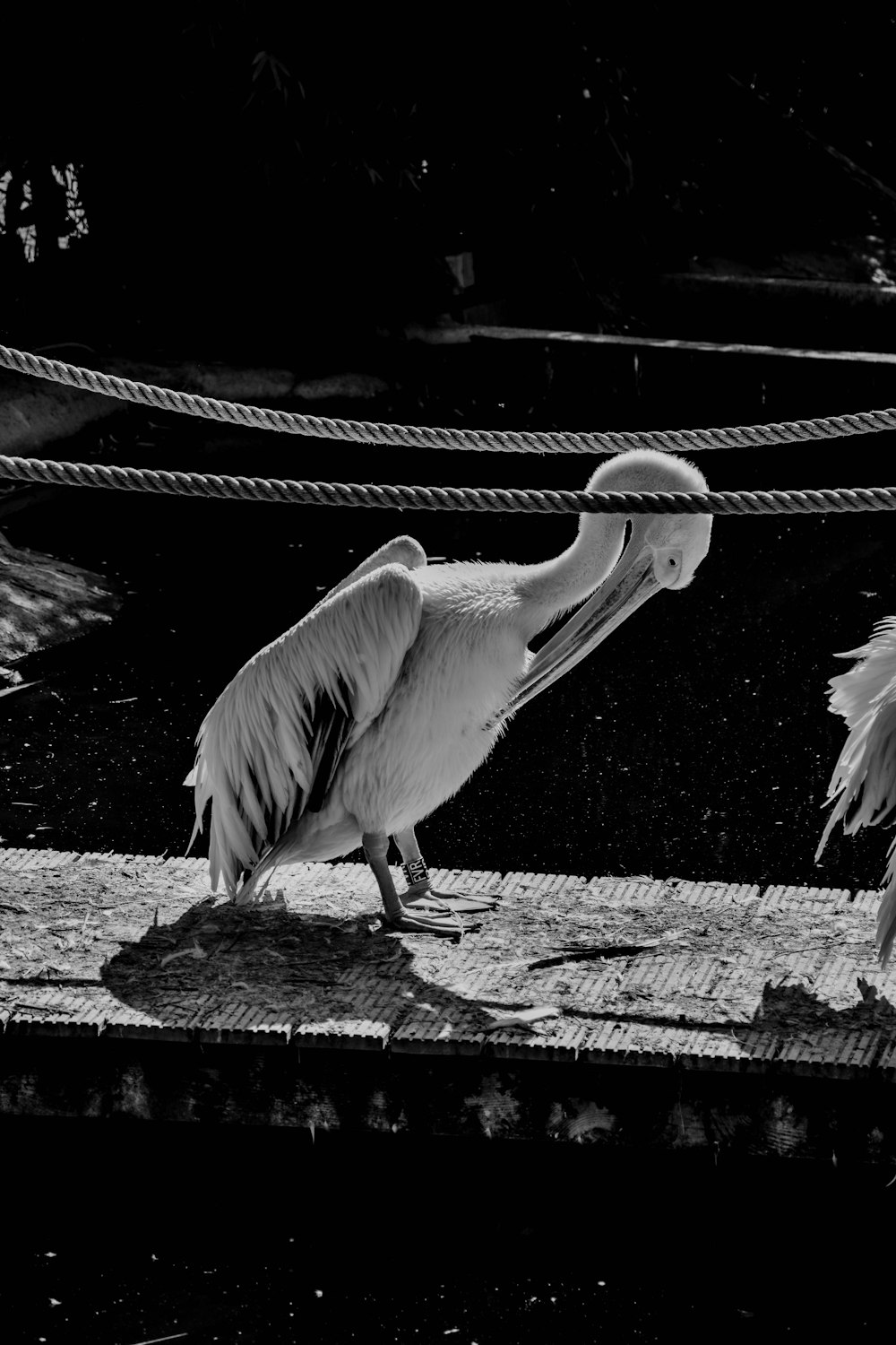 grayscale photo of pelican on rock