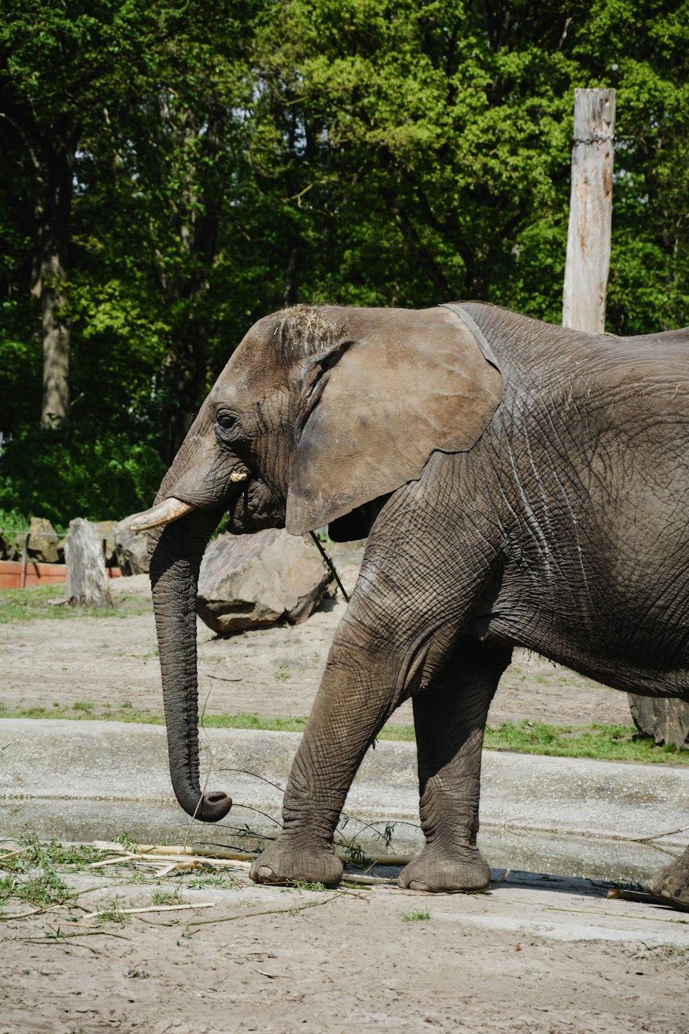 elephant walking on the road during daytime