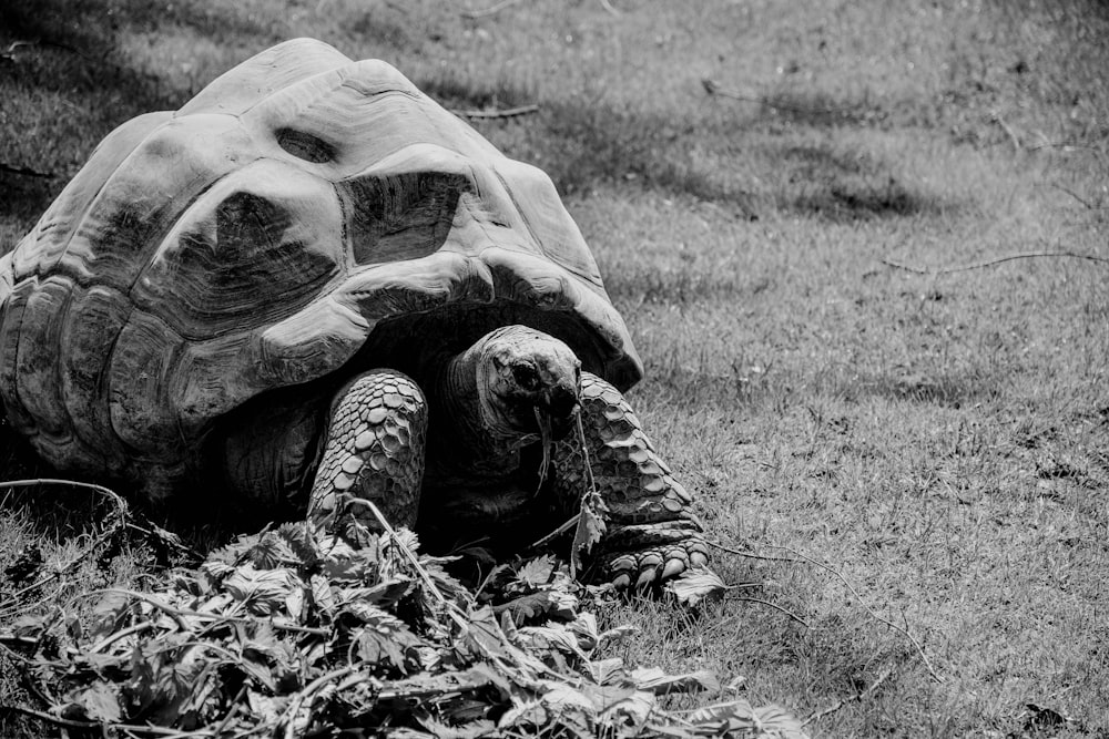 Foto en escala de grises de la tortuga en el campo de hierba