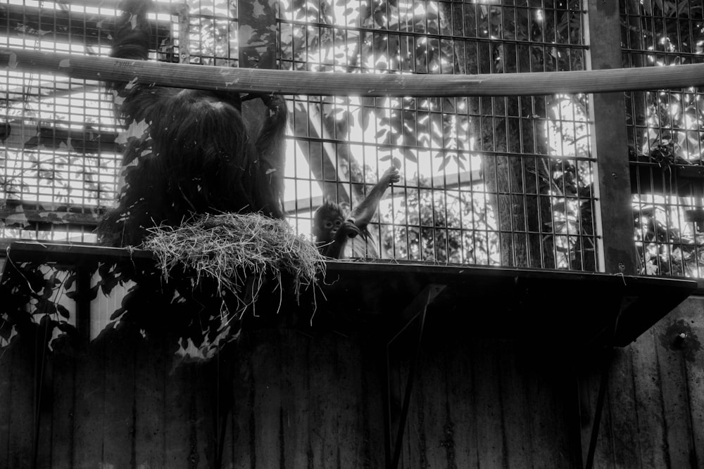둥지에 원숭이의 그레이스케일 사진