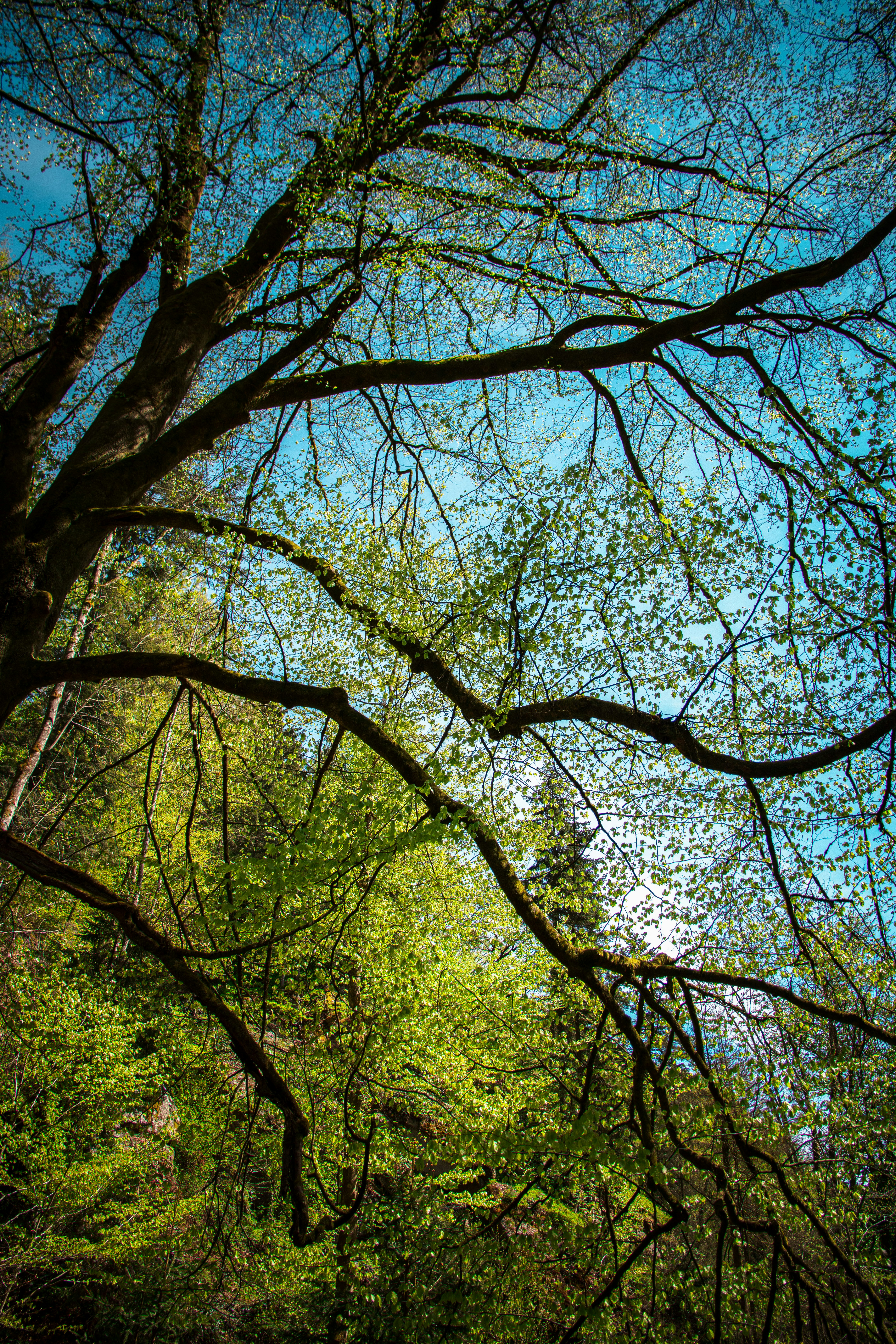 Photo by joachim_pressl