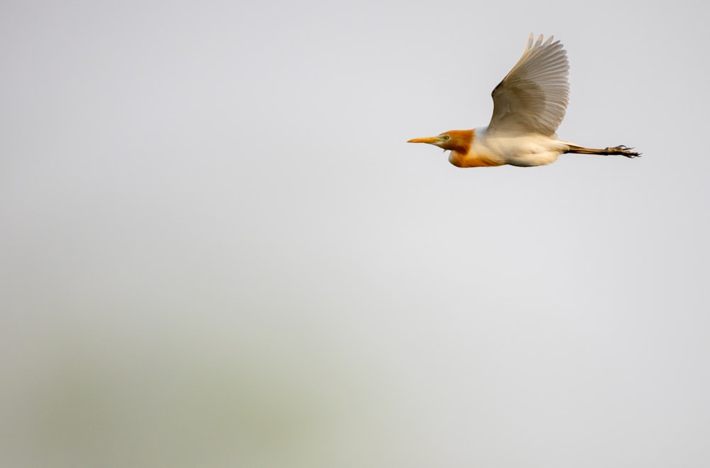 white bird flying during daytime