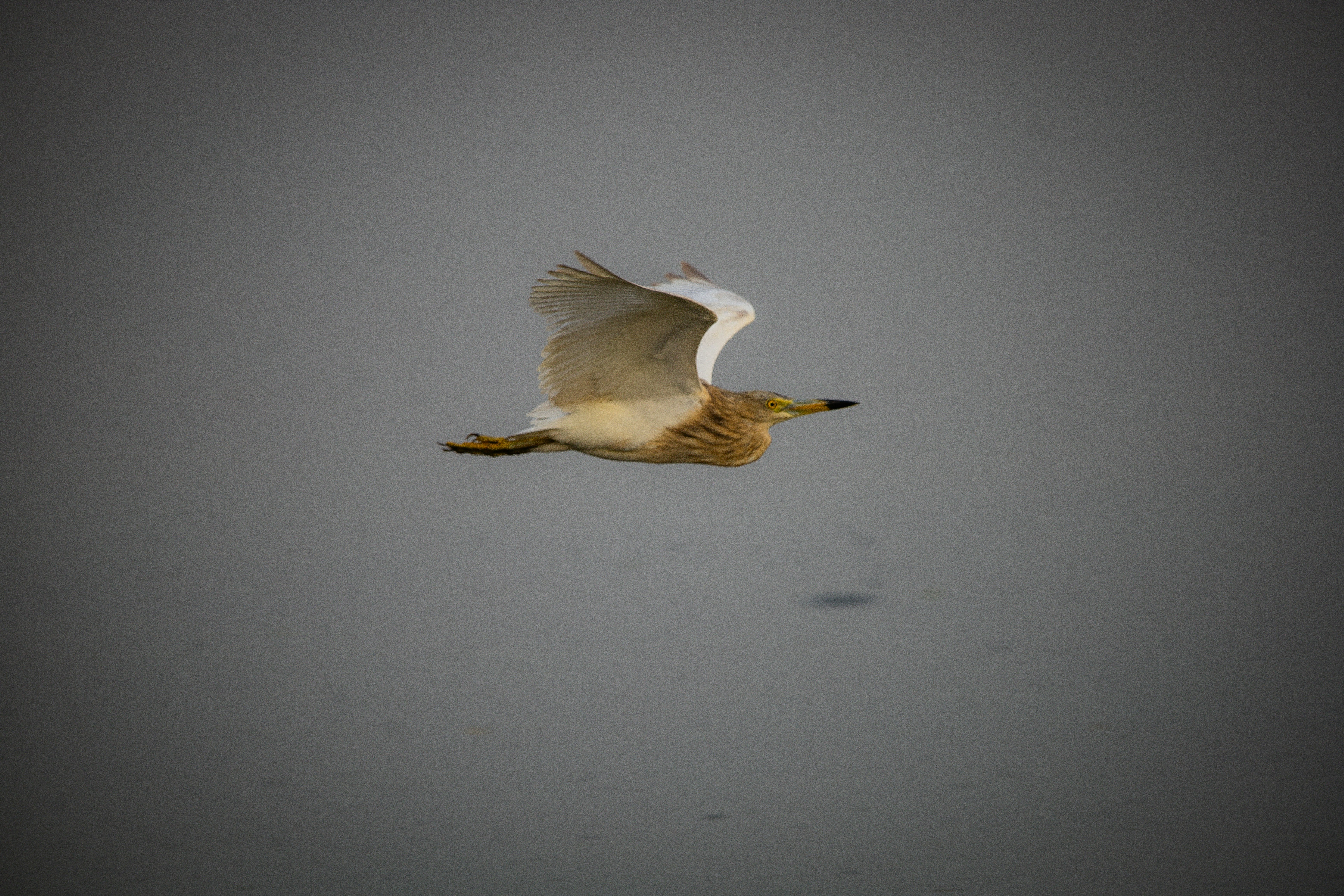 white bird flying over the water