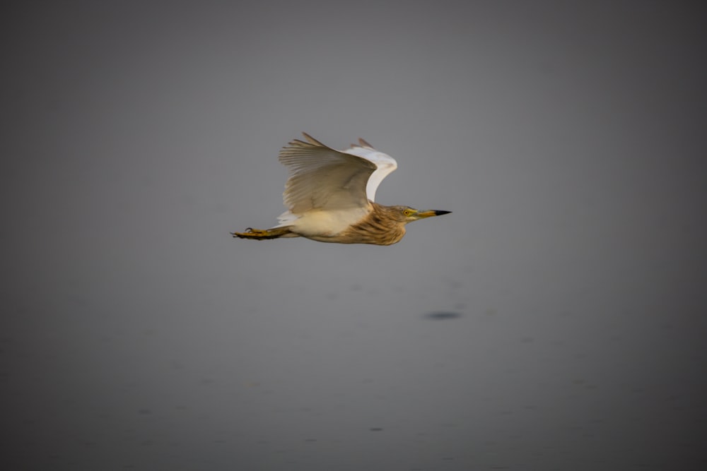 white bird flying over the water