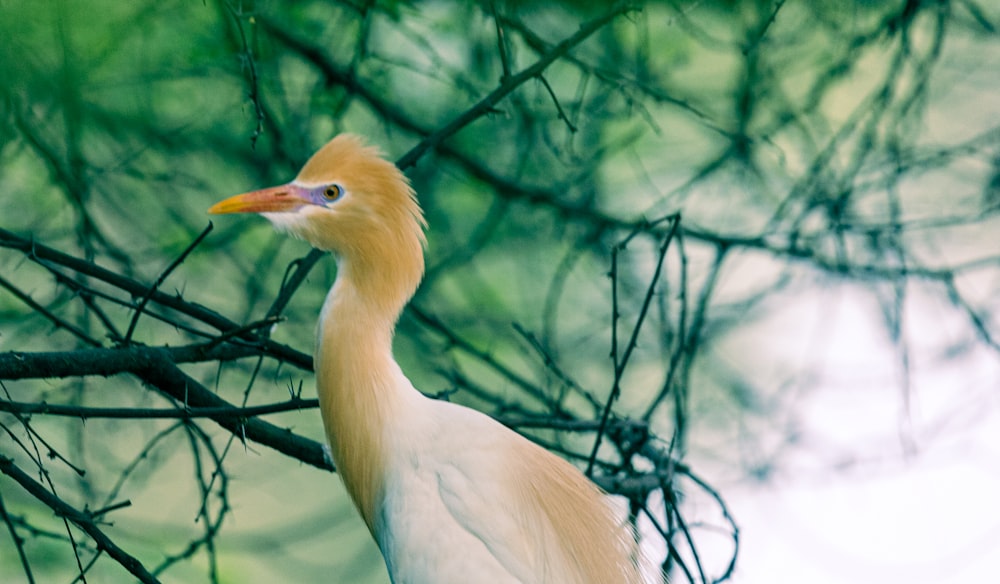 white bird on tree branch