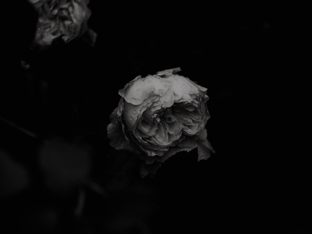 white rose in bloom close up photo