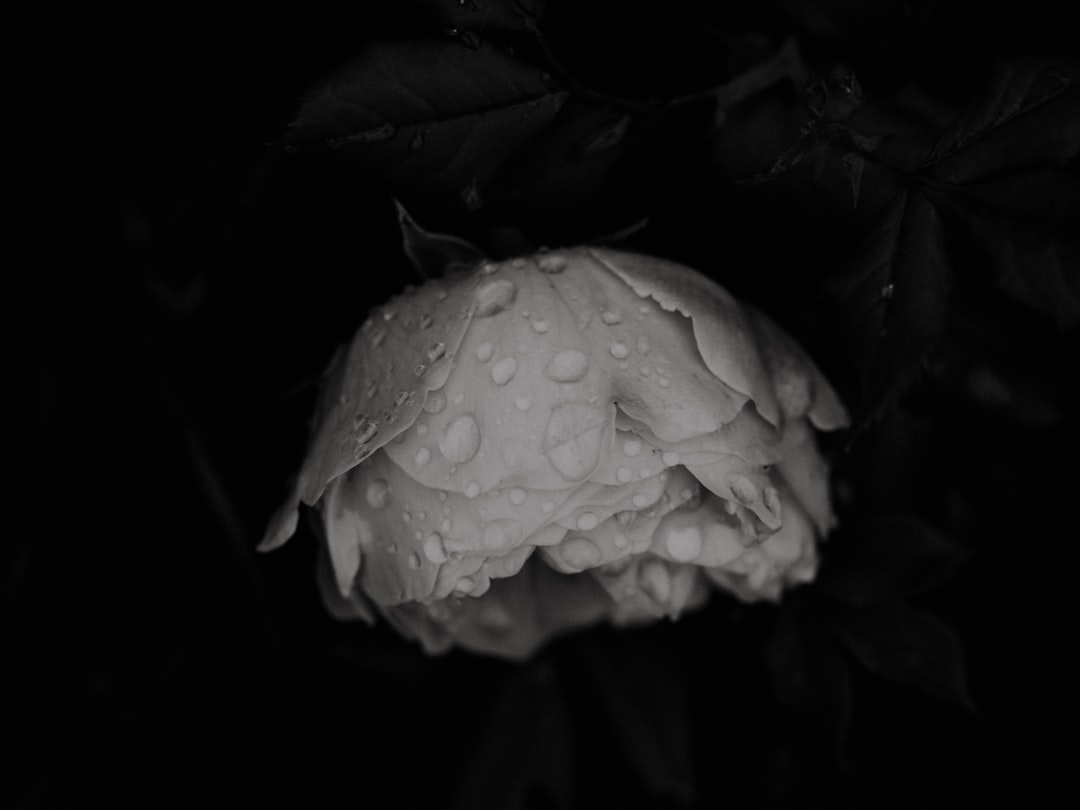 white rose with water droplets