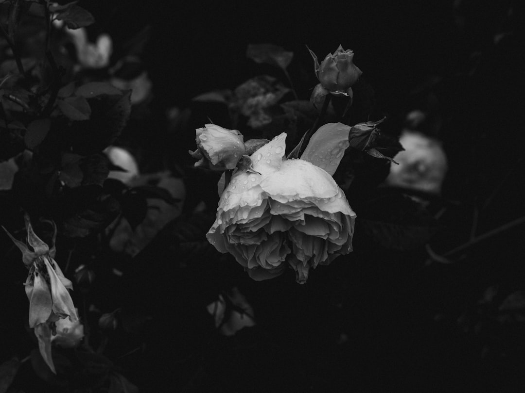 greyscale photo of white rose