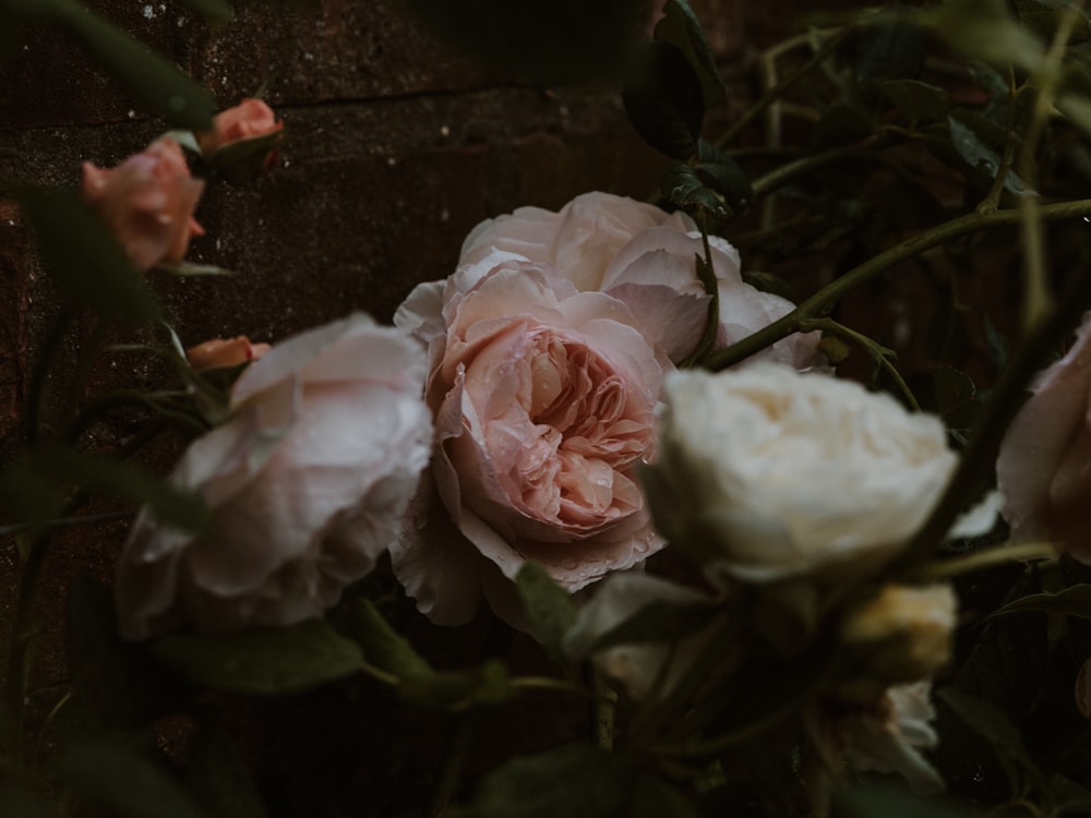 white rose in bloom during daytime