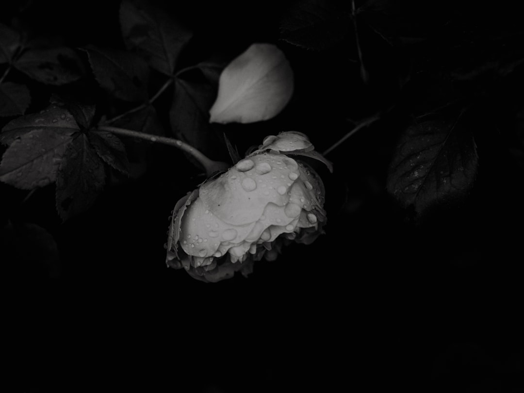 brown mushroom on black background