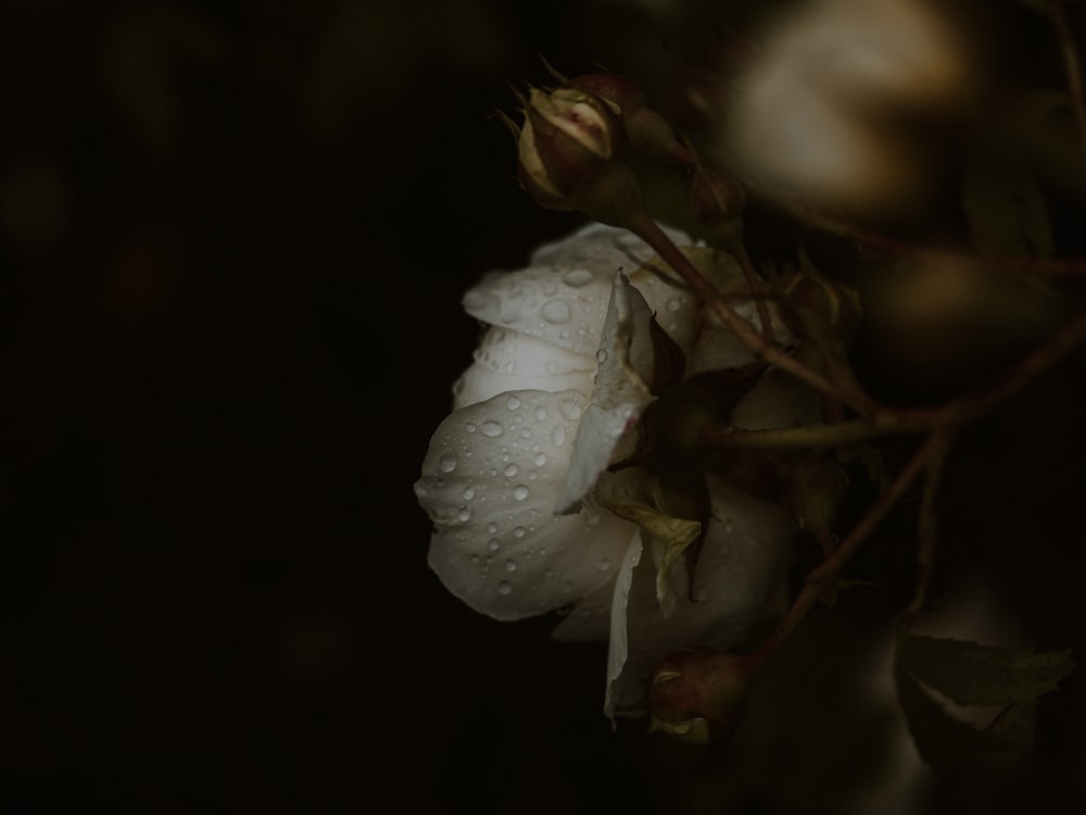 white flower in macro shot