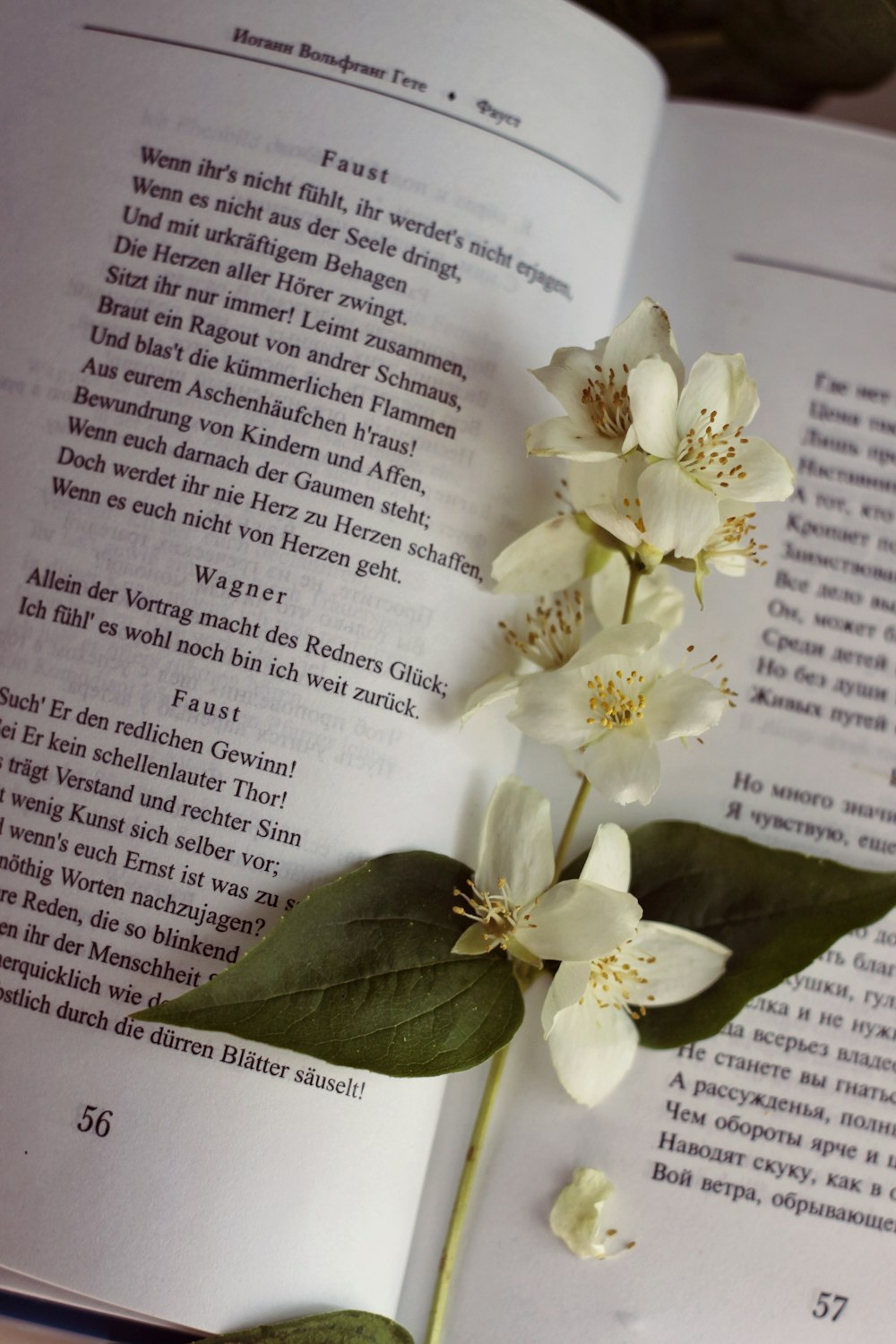 white flowers on book page