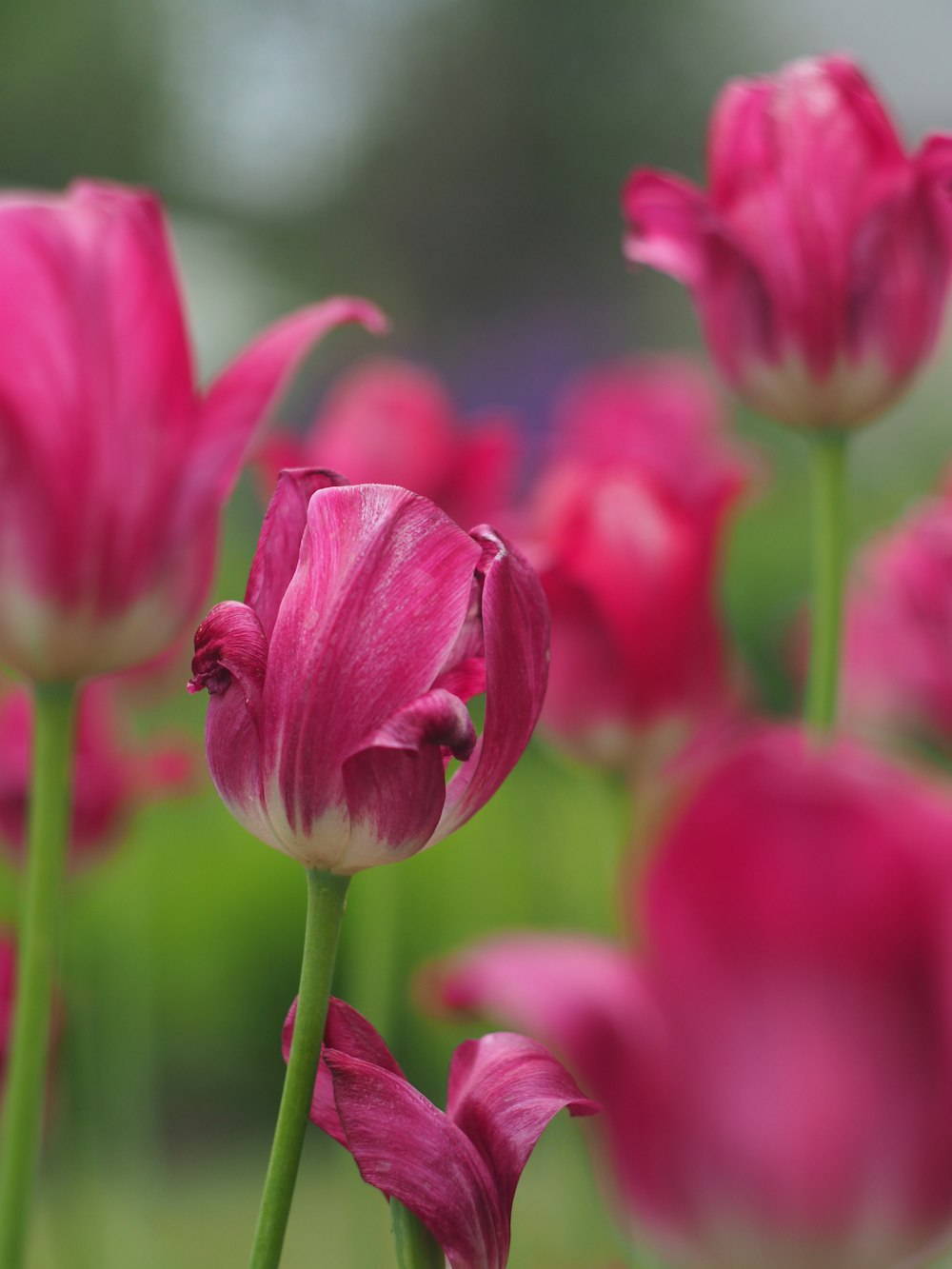 pink flower in tilt shift lens