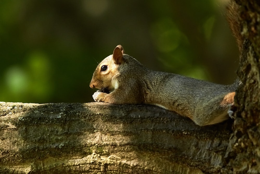 brown squirrel on brown tree trunk
