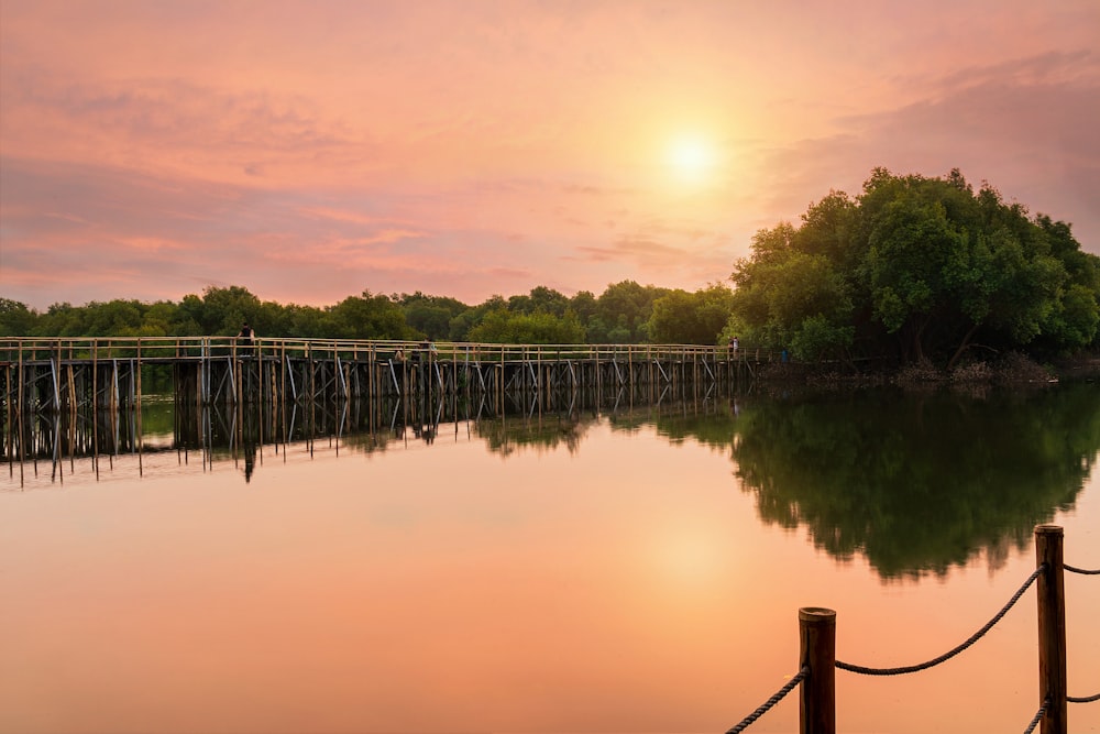 green trees beside river during daytime