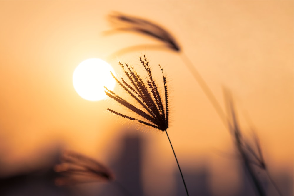 silhouette of plant during sunset