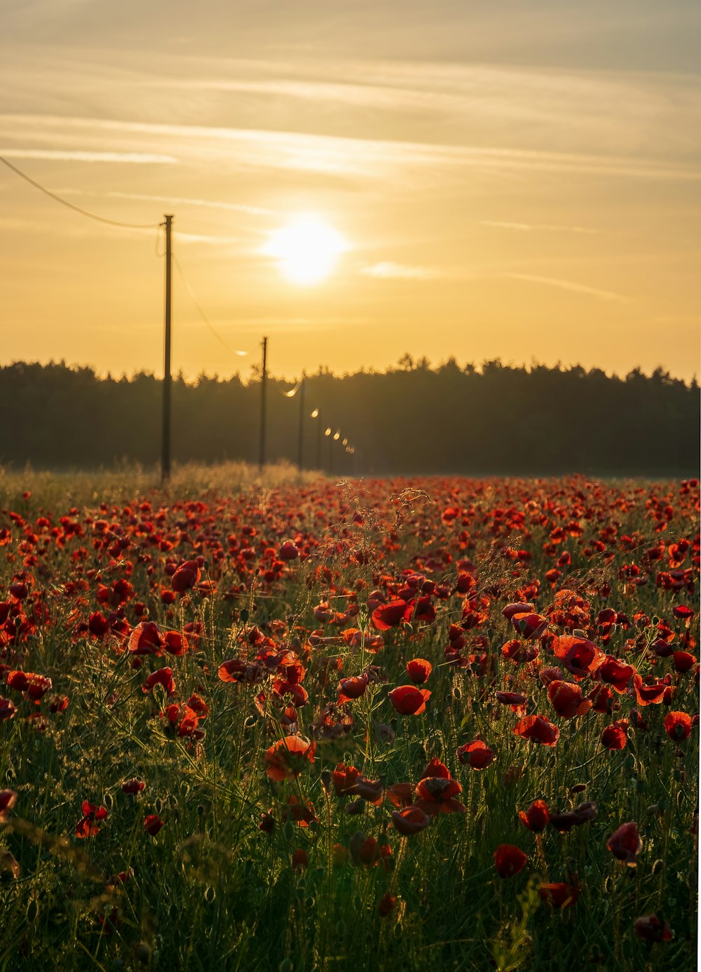 red flower field during daytime