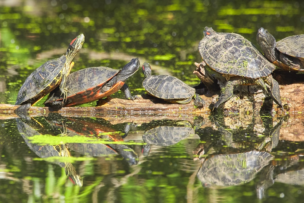 green and black turtle on water