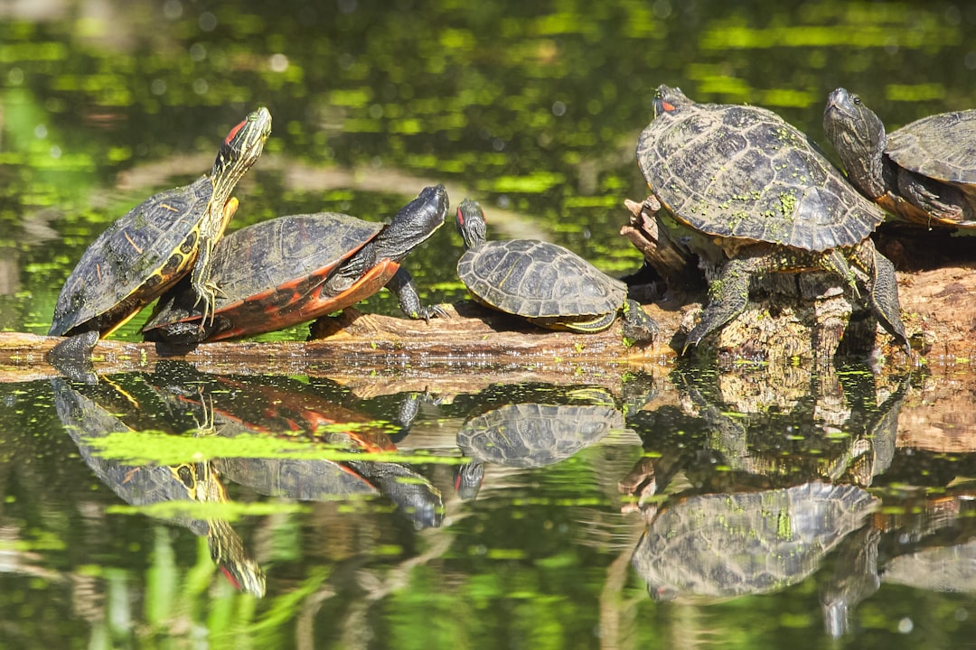 green and black turtle on water