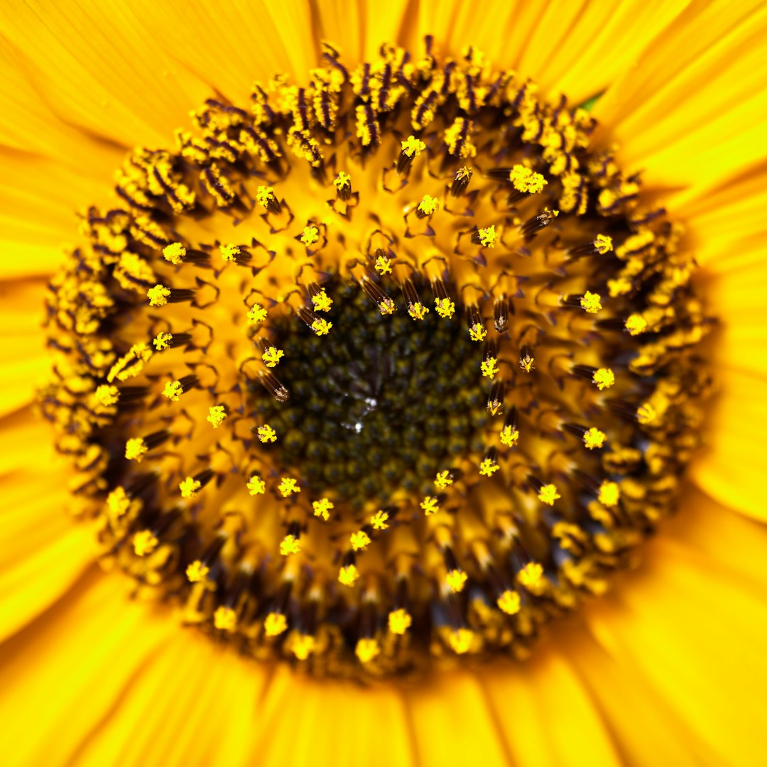 yellow sunflower in close up photography