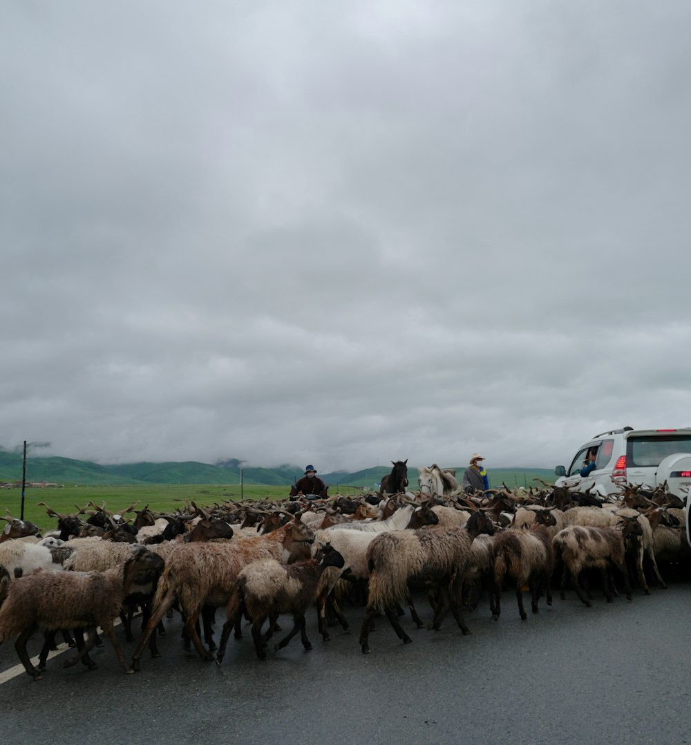 herd of sheep on road during daytime