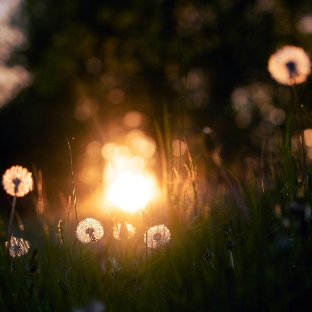 a field of dandelions with the sun in the background