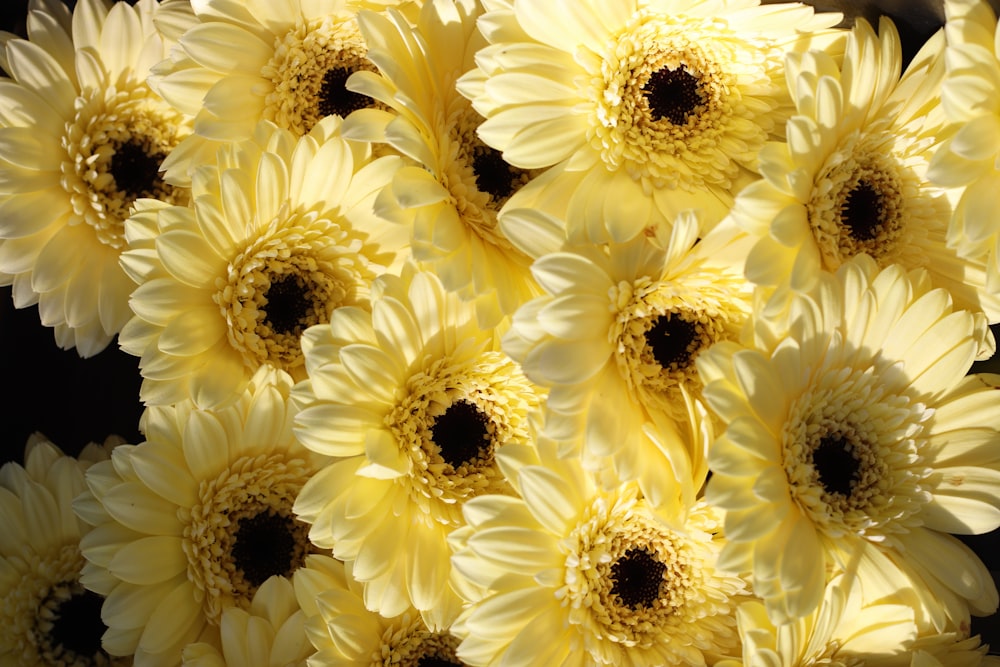 white and yellow flower in close up photography