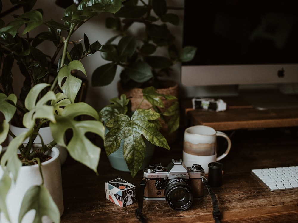 black and silver camera beside green plant