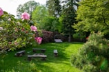 pink flowers on green grass field