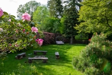 Outdoor seating area with a fire pit surrounded by lush greenery and tall trees.
