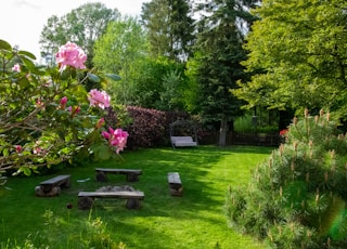 pink flowers on green grass field