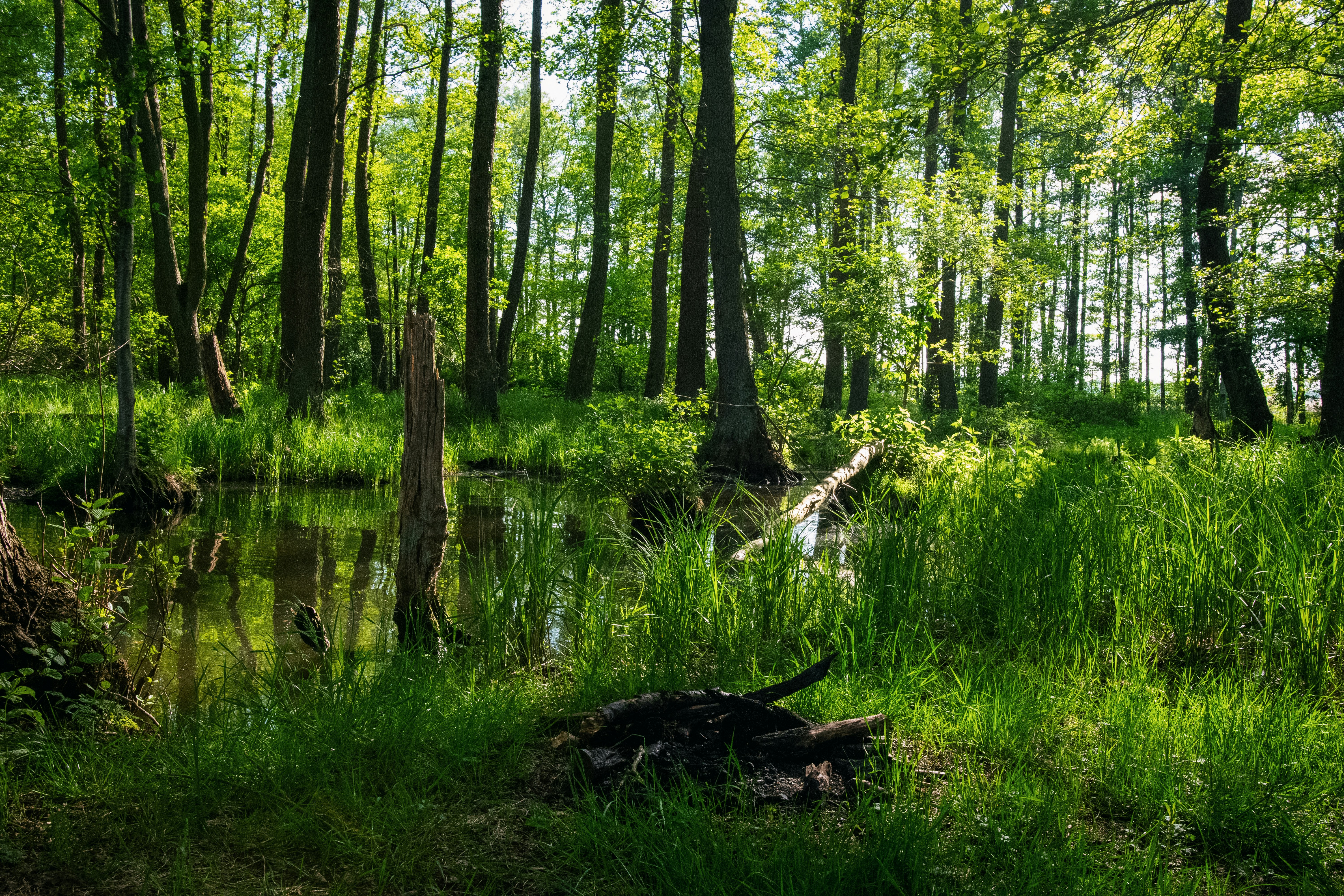 erba verde e alberi vicino al fiume durante il giorno