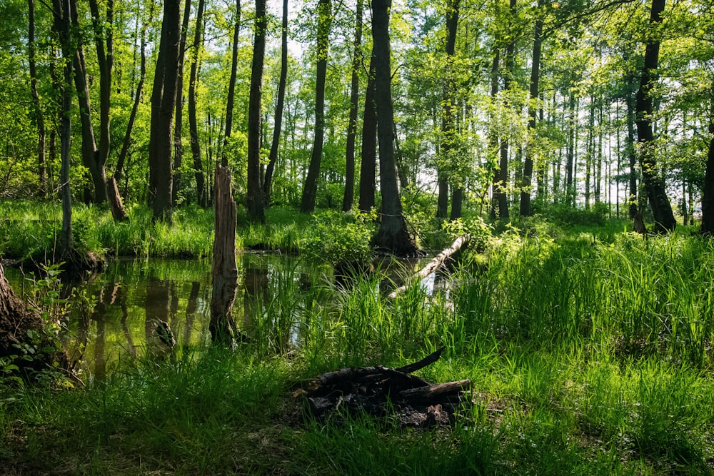 green grass and trees near river during daytime