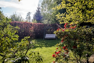 green grass field with red flowers and trees