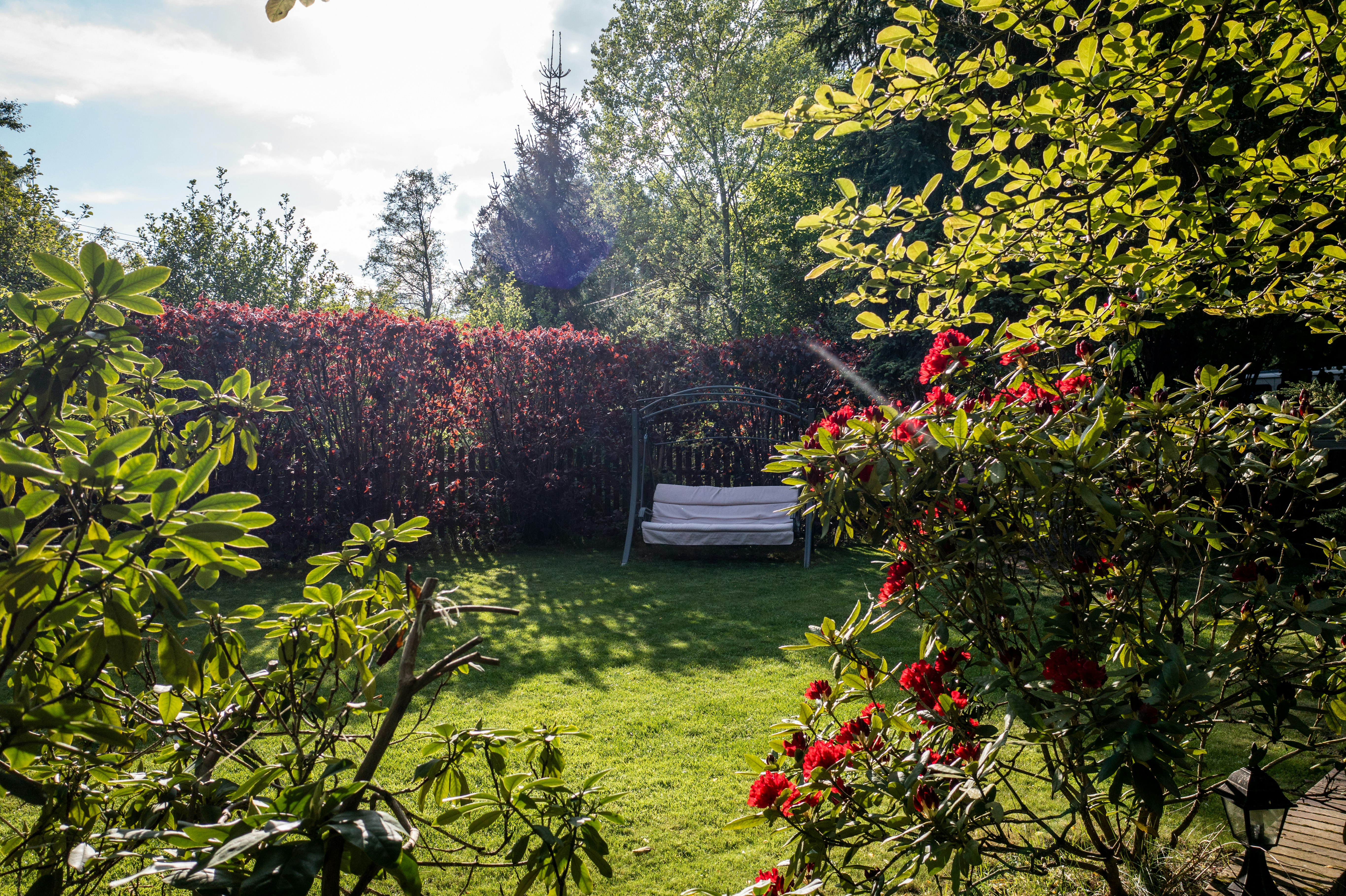 green grass field with red flowers and trees