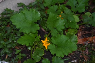A lush green plant with large, broad leaves and bright orange flowers growing from a dark soil bed. The surroundings include various smaller green plants and some scattered brown leaves.