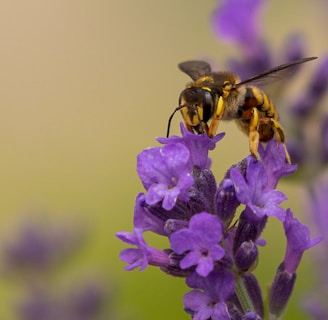 black and yellow bee on purple flower